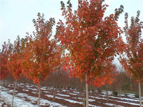 紅點(diǎn)紅楓